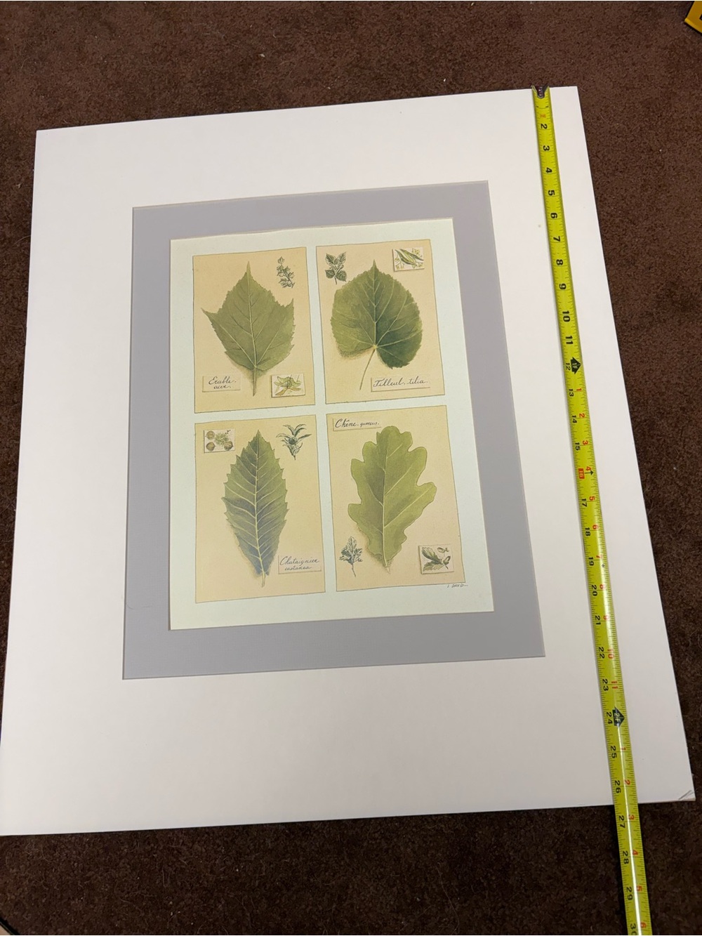 Ready to Frame Leaf Prints by L. David - Picture 3 of 8